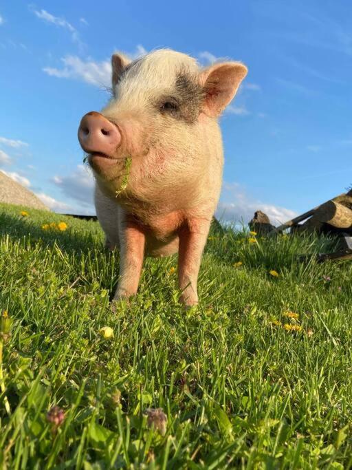 Bourbon Trail: Caboose On The Farm Villa Lawrenceburg Екстериор снимка